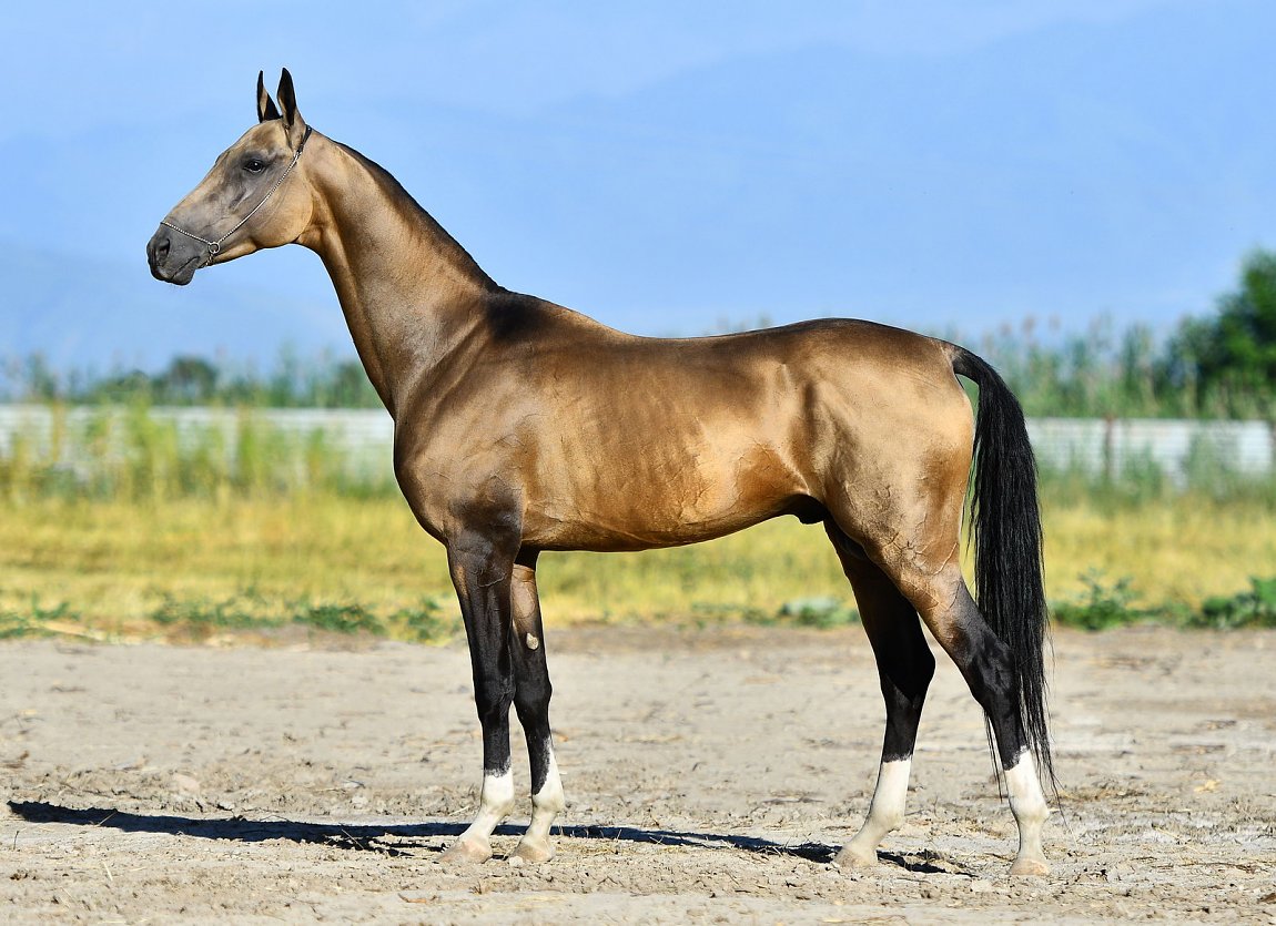 Amanat (Miras x Peikam) - Akhal Teke Stallion